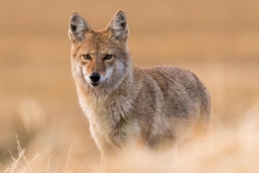 Coyote LE SR: A Breakthrough in Anti-Drone Technology